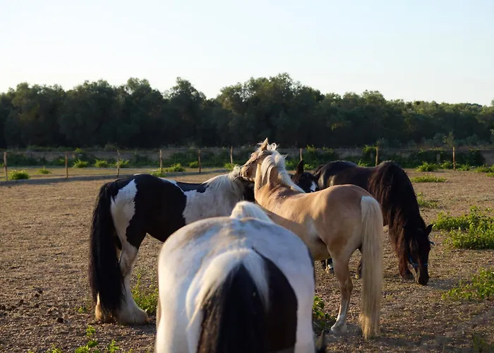 Lu Sule * 奥利吉欧